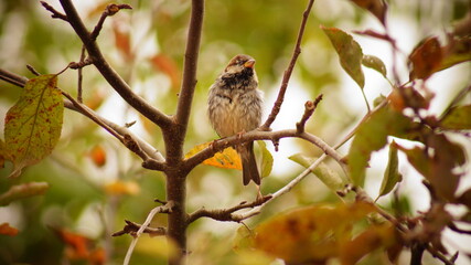 Vogel im Tierpark Bochum