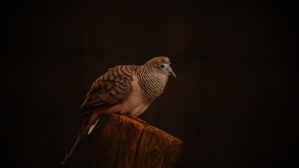 Vogel im Tierpark Bochum