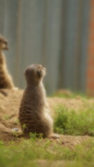 Erdmänchen im Tierpark Bochum