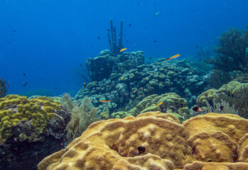 Fototapeta premium Caribbean coral garden off the coast of the island of Bonaire