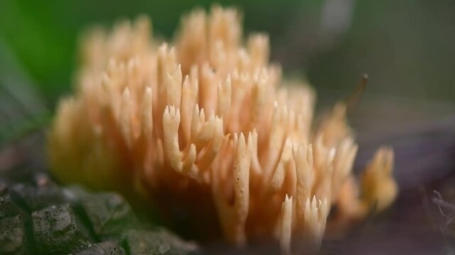 Macro Ramaria vulgaris mushroom grows in the forest