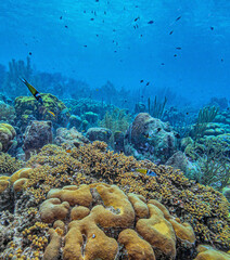 Obraz premium Caribbean coral garden off the coast of the island of Bonaire