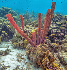 Caribbean coral reef off the coast of the island of Bonaire