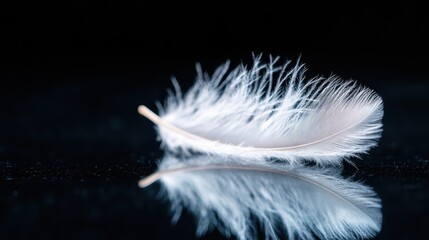 Obraz premium A serene image of a white feather against a black reflective surface, embodying the concepts of fragility, purity, and weightlessness in a minimalistic presentation.