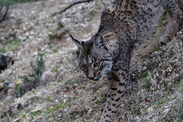iberian Lynx