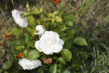 white roses