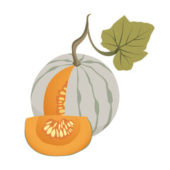 Ripe pale green pumpkin. Striped cut pumpkin with one slice. Healthy organic vegetable. Fall harvest gourds. Thanksgiving autumn pumpkin. Flat vector illustration isolated on white background.