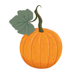 Ripe orange pumpkin. Healthy organic vegetable. Fall harvest gourds. Thanksgiving and Halloween autumn pumpkin. Flat vector illustration isolated on white background.