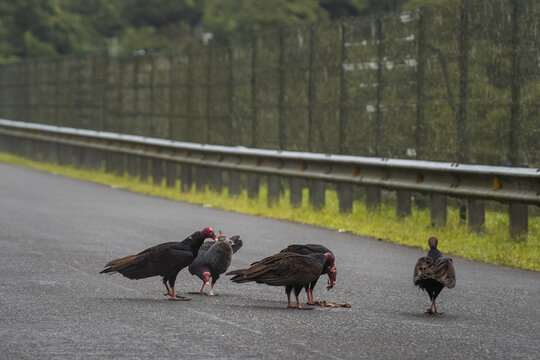 Turkey vultures on road in Costa Rica