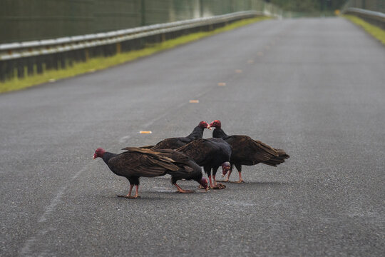 Turkey vultures, Cathartes aura, on a road in Costa Rica