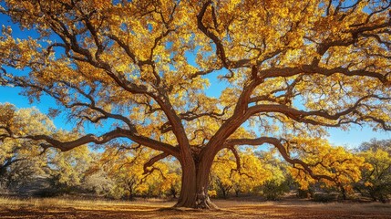Fototapeta premium Majestic oak tree with sprawling branches and golden leaves under a bright blue sky, evoking a serene autumn feel