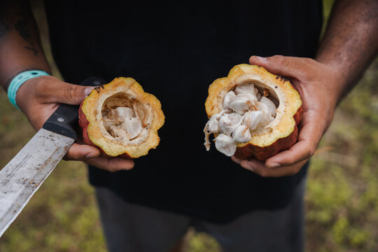 Harvesting Cocoa in Costa Rica, showing pods and seeds