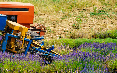 Obraz premium Tractor working on lavender field. Harvest time