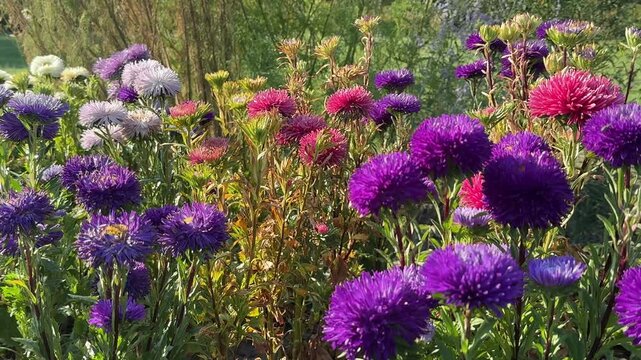 Aster flowers in the garden