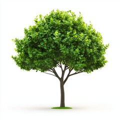 Fototapeta premium Trees isolated on white background, tropical trees isolated used for design, advertising and architecture