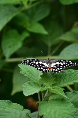 butterfly on leaf