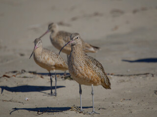 a beautiful whimbrel on the beach 
