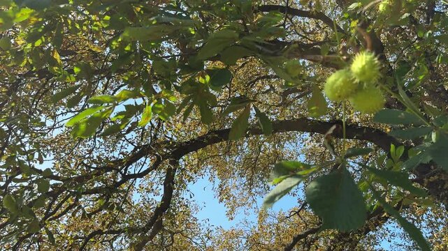 Horse chestnut tree in autumn park.