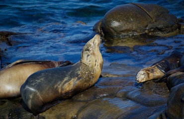 sleepy wild seal on rocks