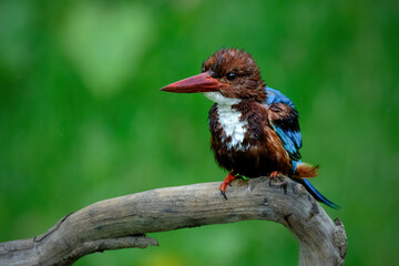 white throated kingfisher