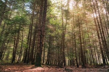 Beautiful, leafy, cool forest