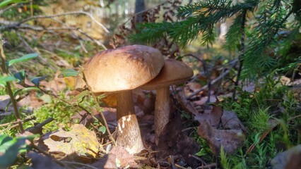 In the mixed forest among dry twigs, fallen leaves, grass, moss grow near edible mushrooms - boletus with a brown cap (birch mushroom). There are trees growing all around Warm and sunny autumn weather