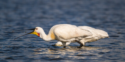 Fototapeta premium Spatule blanche (Platalea leucorodia - Eurasian Spoonbill)