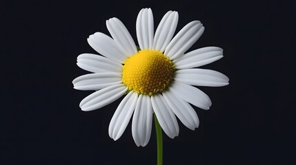 Daisy Flower on Black Background