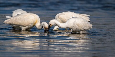 Spatule blanche (Platalea leucorodia - Eurasian Spoonbill)