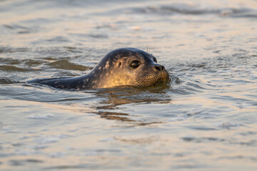 Phoque veau-marin en baie de Somme