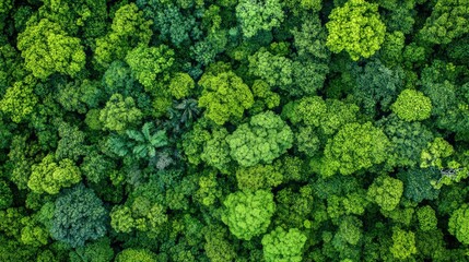 Fototapeta premium Aerial view of a dense rainforest canopy, with layers of green stretching out as far as the eye can see