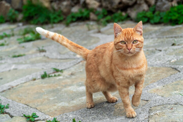 Orange cat looking at camera, outdoors