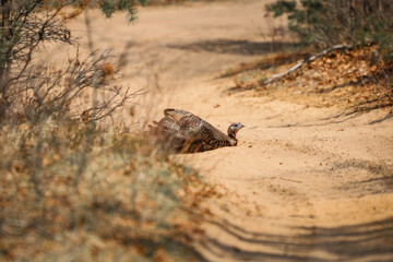 Turkey bath
