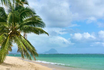 Fototapeta premium Wild tropical beach with coconut trees and other vegetation, white sand beach, Mauritius island, Africa