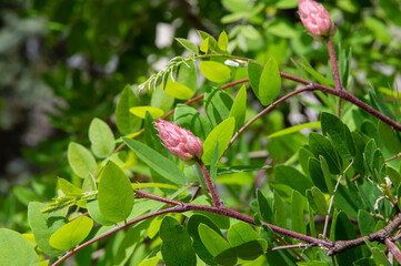 close-up: unexpanded pink clammy locust flower