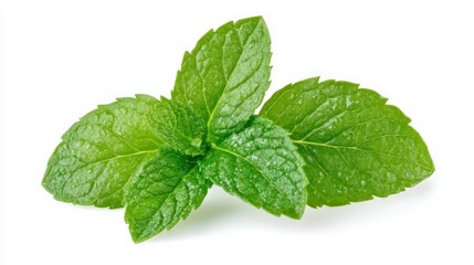 Mint leaf isolated on white. Wet mint leaf. Pepper mint collection clipping path. Mint leaf macro studio photo