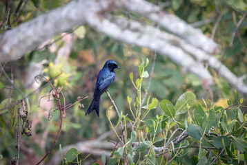 bronzed drongo bird in sundarban.bronzed drongo is a small Indomalayan bird belonging to the drongo group.this photo was taken from Sundarbans,Bangladesh.