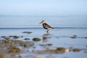 Dunlin, small wader in the water, Calidris alpina, adult bird in breeding plumage