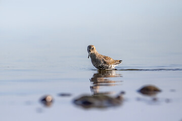 Dunlin, a small wader in the water, Calidris alpina