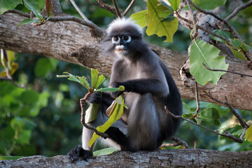 dusky leaf monkey in Thailand, Trachypithecus obscurus