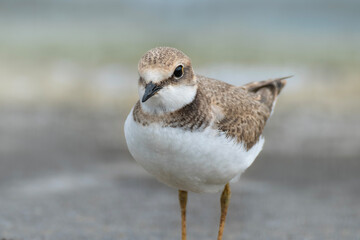 Little ringed plover, portrait of a young bird, Charadrius dubius