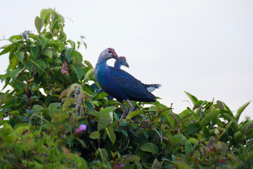Grey-headed swamphen, Porphyrio poliocephalus in Malaysia