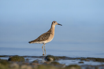 Ruff, wading bird at the water, Calidris pugnax