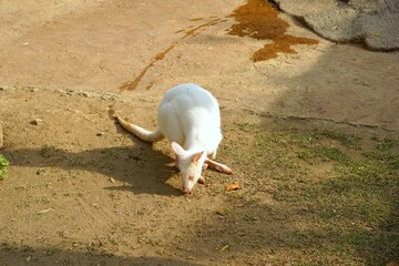 White colored albino wallaby in park