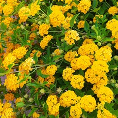 Lantana camara yellow, common lantana plant in bloom in the garden, close-up, background. Tall wide beautiful Lantana camara bushes with yellow flowers, outdoors.