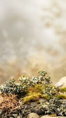 Close Up Of Green Moss On Rocks