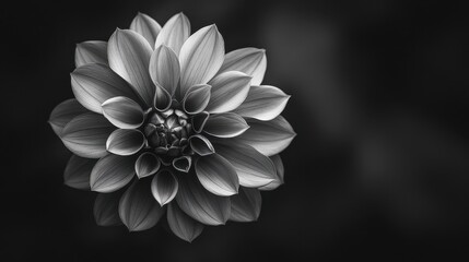 Grayscale Bloom