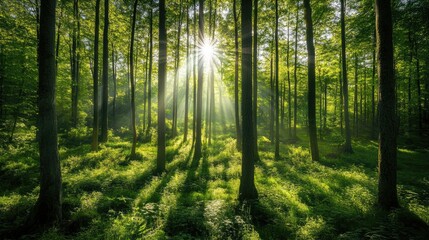 Naklejka premium Lush green forest with sunlight filtering through the trees, showcasing the beauty of nature and environmental conservation