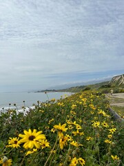 flowers on the coast