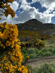  landscape with flowers Scotland 